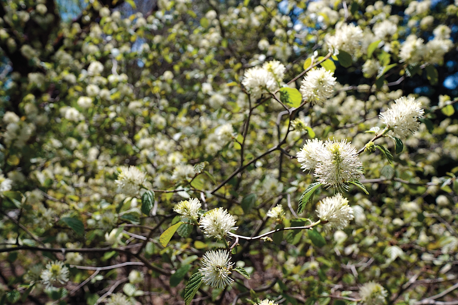 A color photo of large fothergilla.