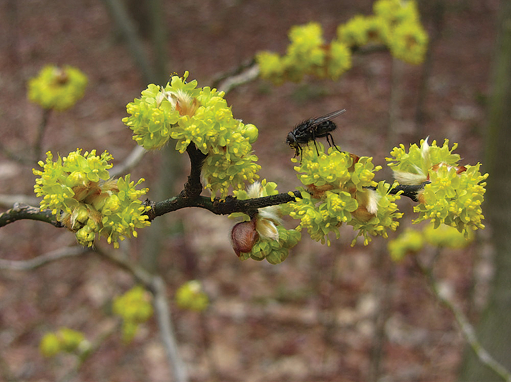 A color photo of Japanese spicebush.