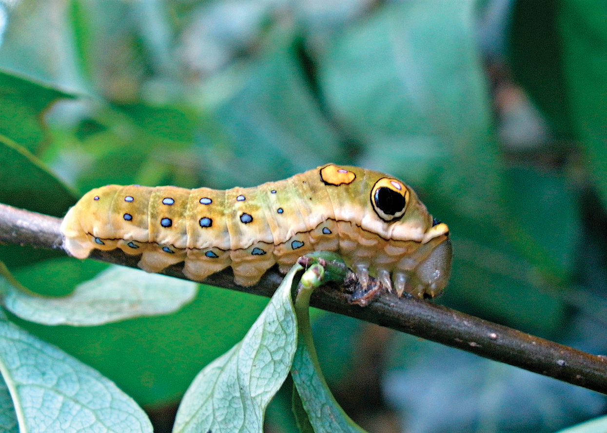 A color photo of a spicebush swallowtail caterpillar.
