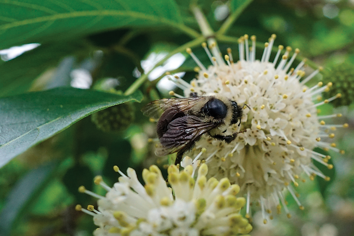 A color photo of buttonbush.