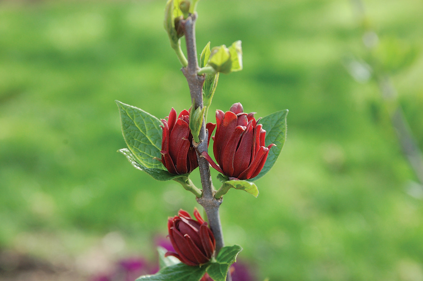 A color photo of Carolina allspice.