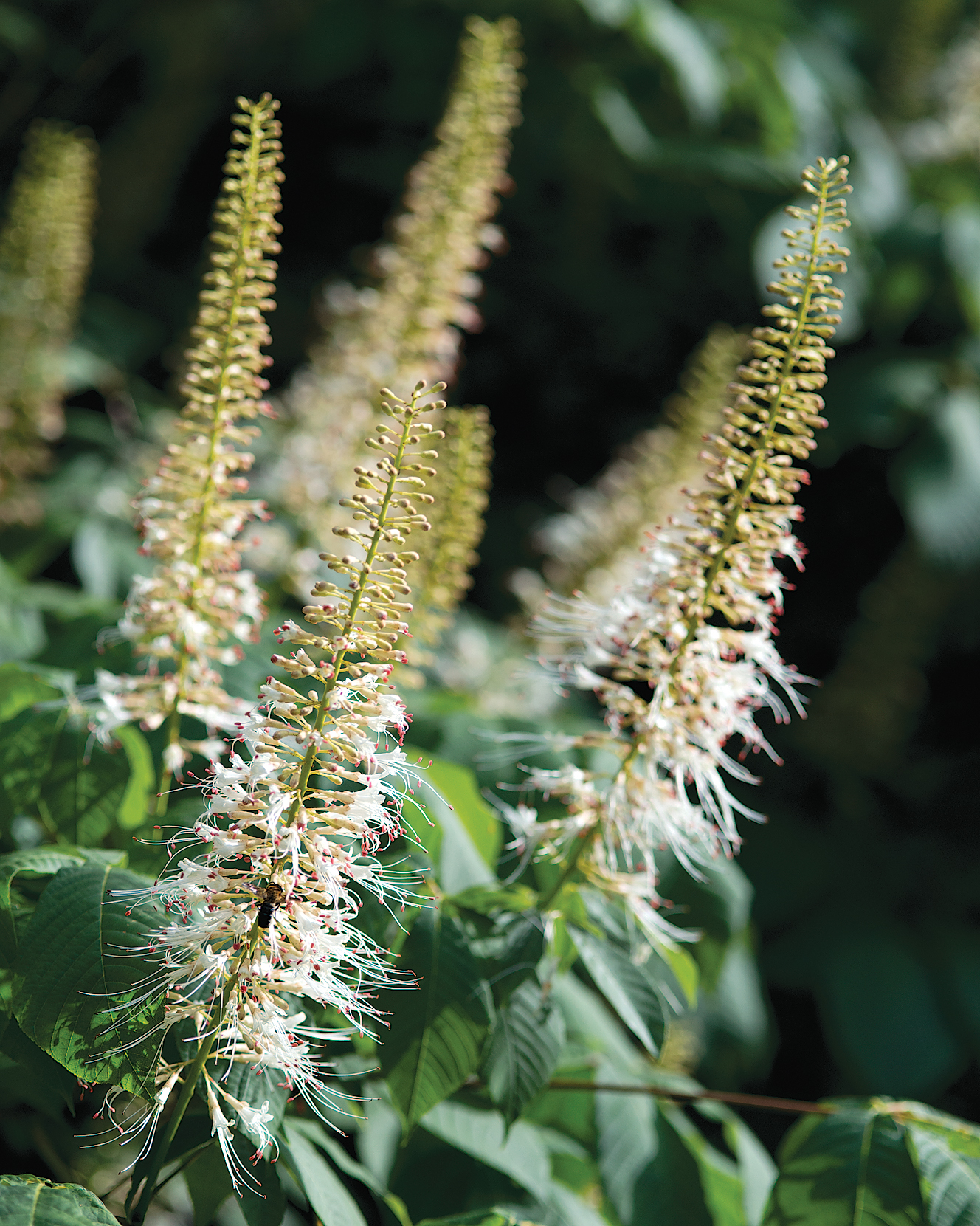 A color photo of bottlebrush buckeye.