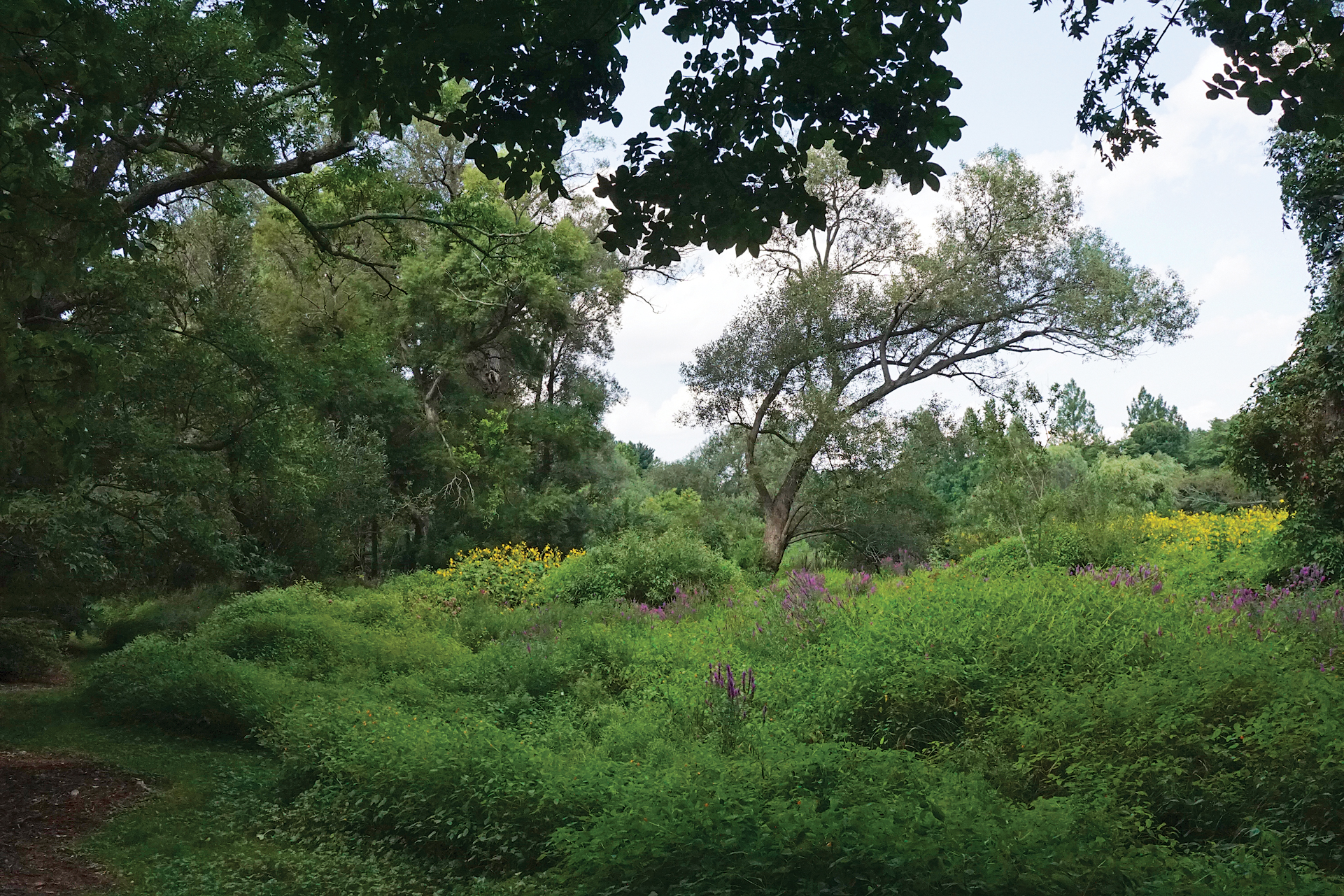 A color photo of the North Meadow in mid-August.