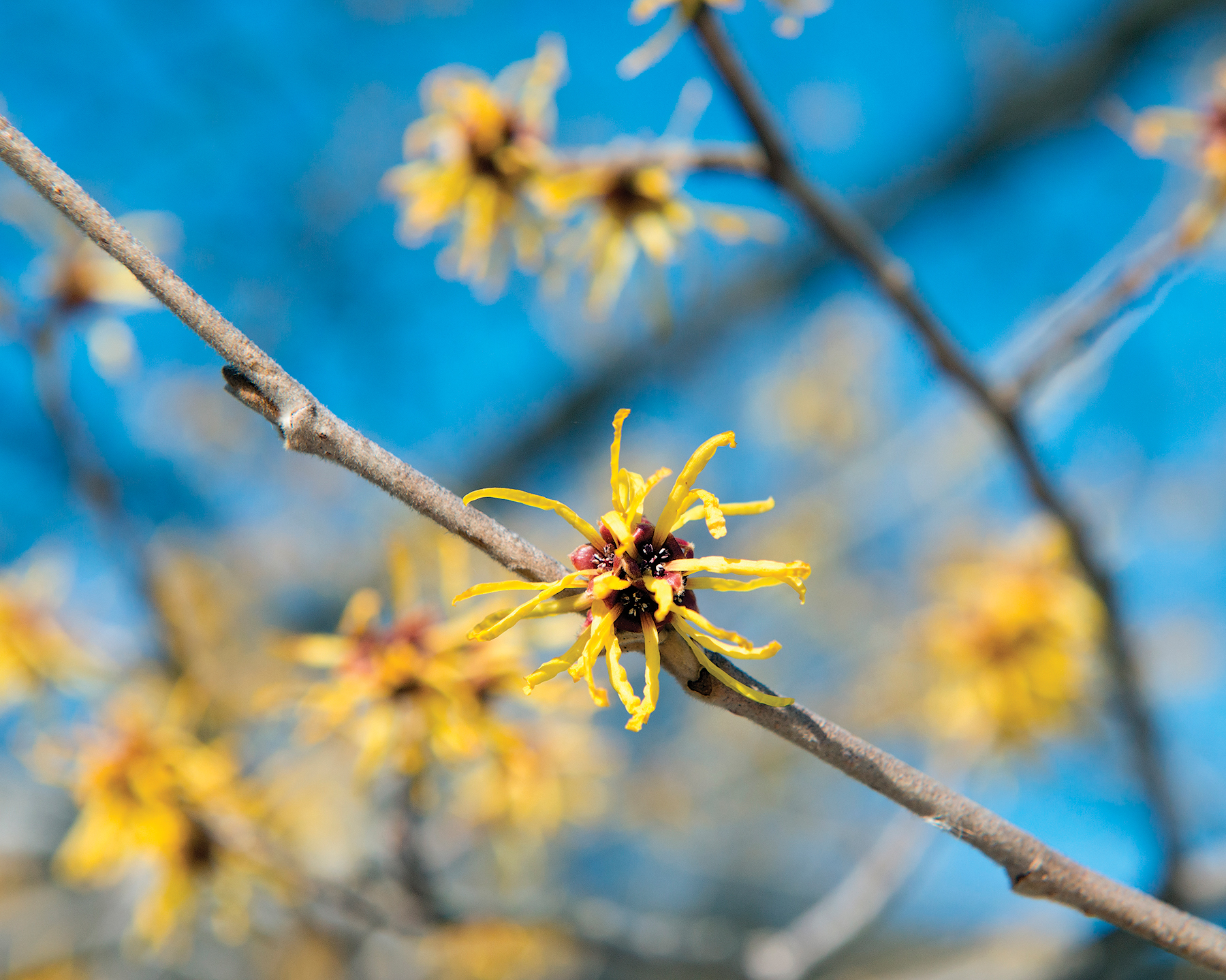 A color photo of Chinese witch-hazel blossoms.