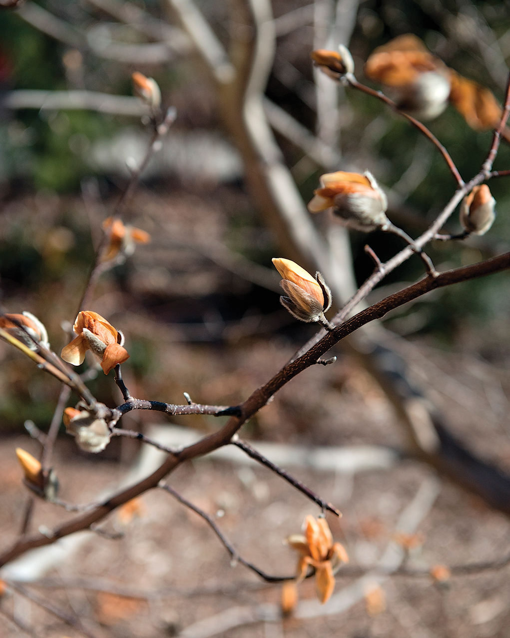 A color photo of Zen magnolia.