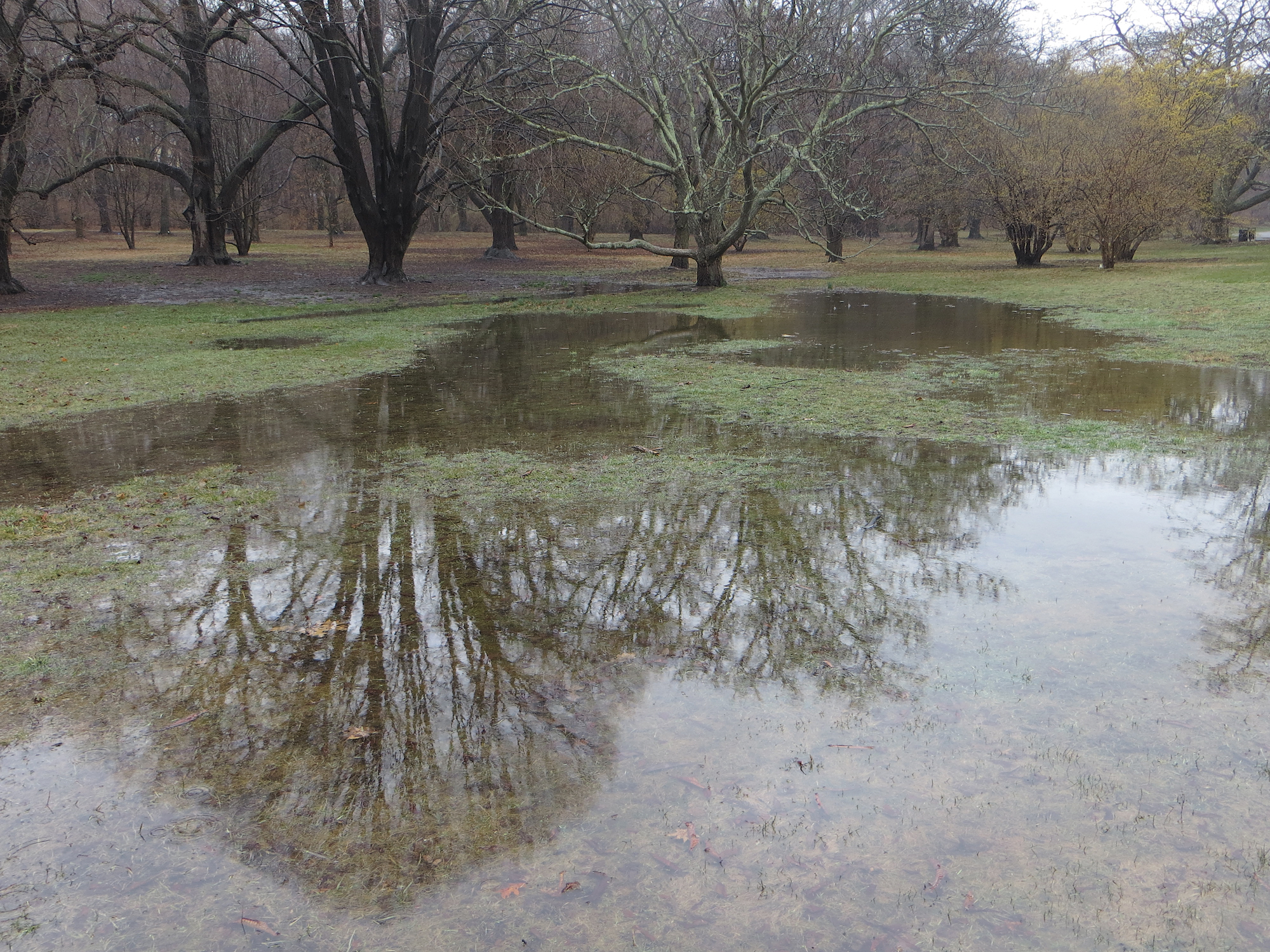 A color photo of a flooded area of the Arboretum.