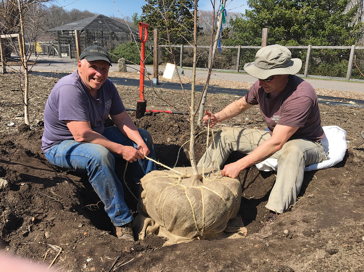 A color photo of two horticulturalists planting a tree.