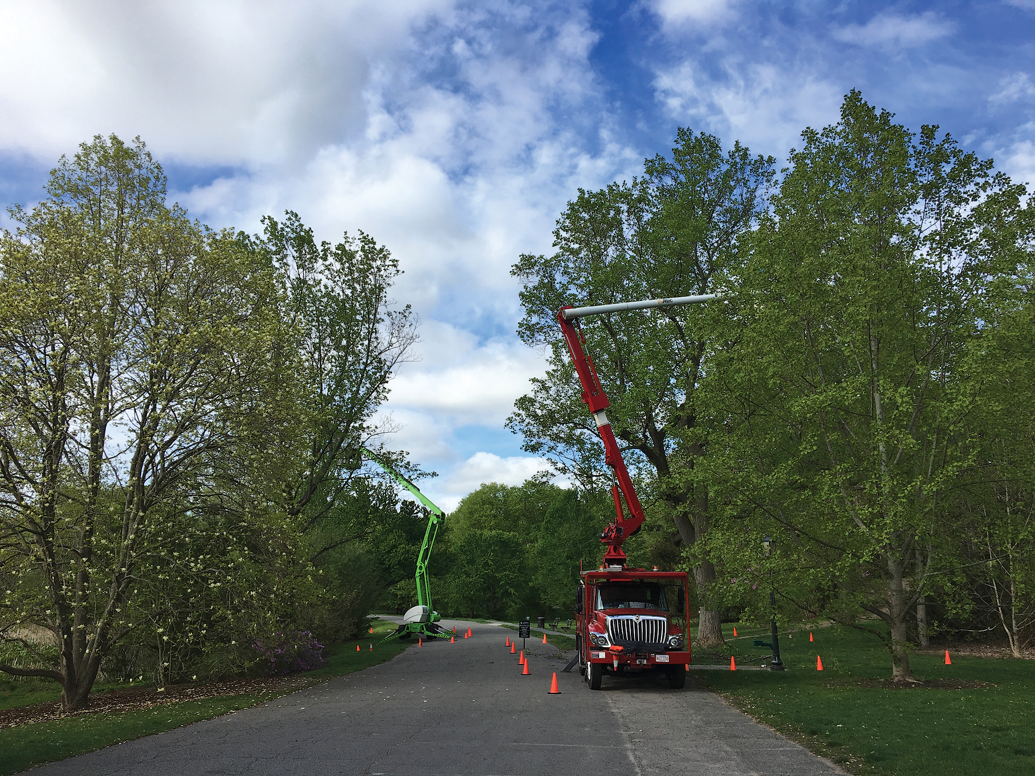 A color photo of arborists working along Meadow Road.
