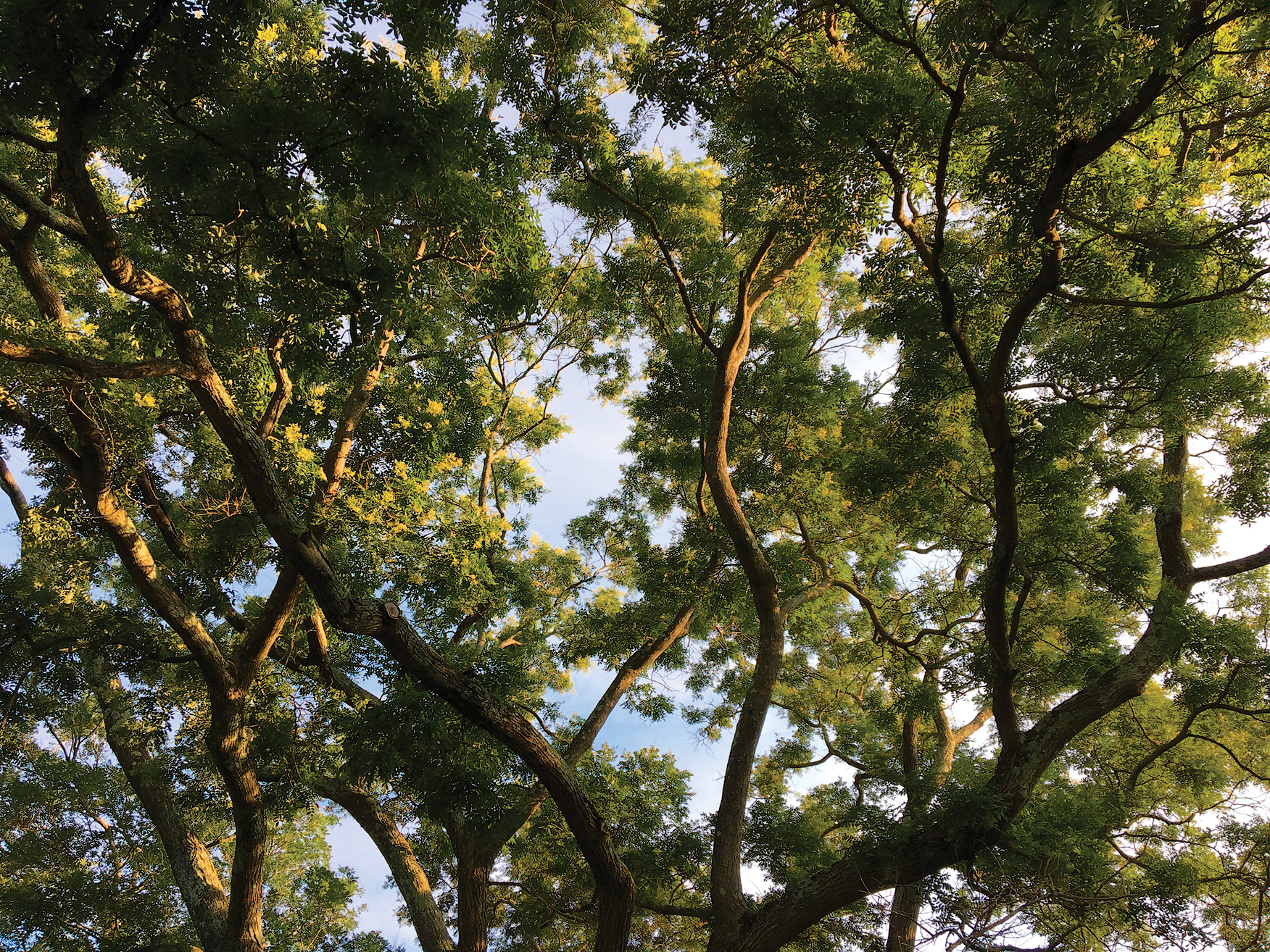 A color photo of Japanese pagoda tree.