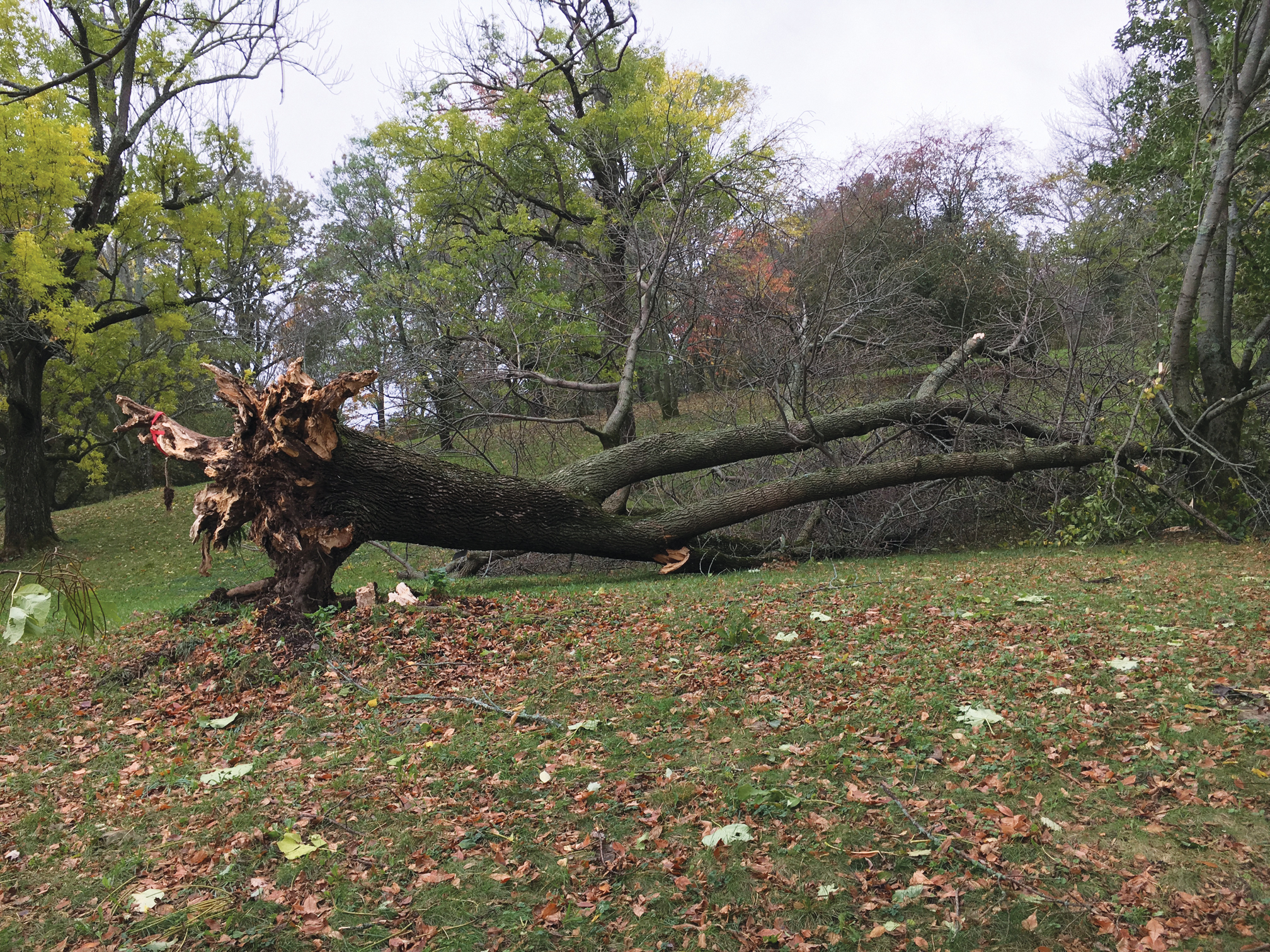 A color photo of a fallen Japanese maple specimen.