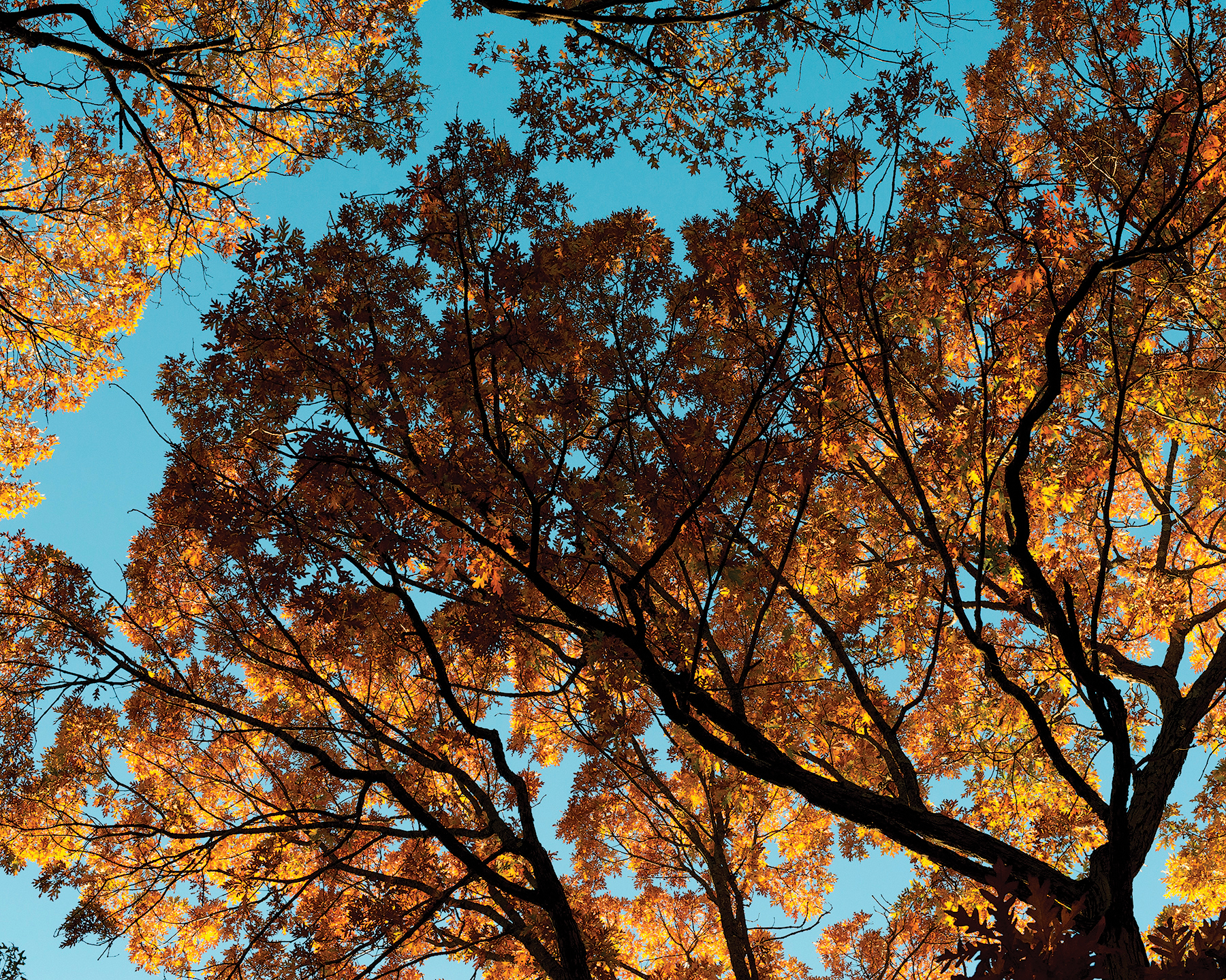 A color photo of oak leaves in autumn.