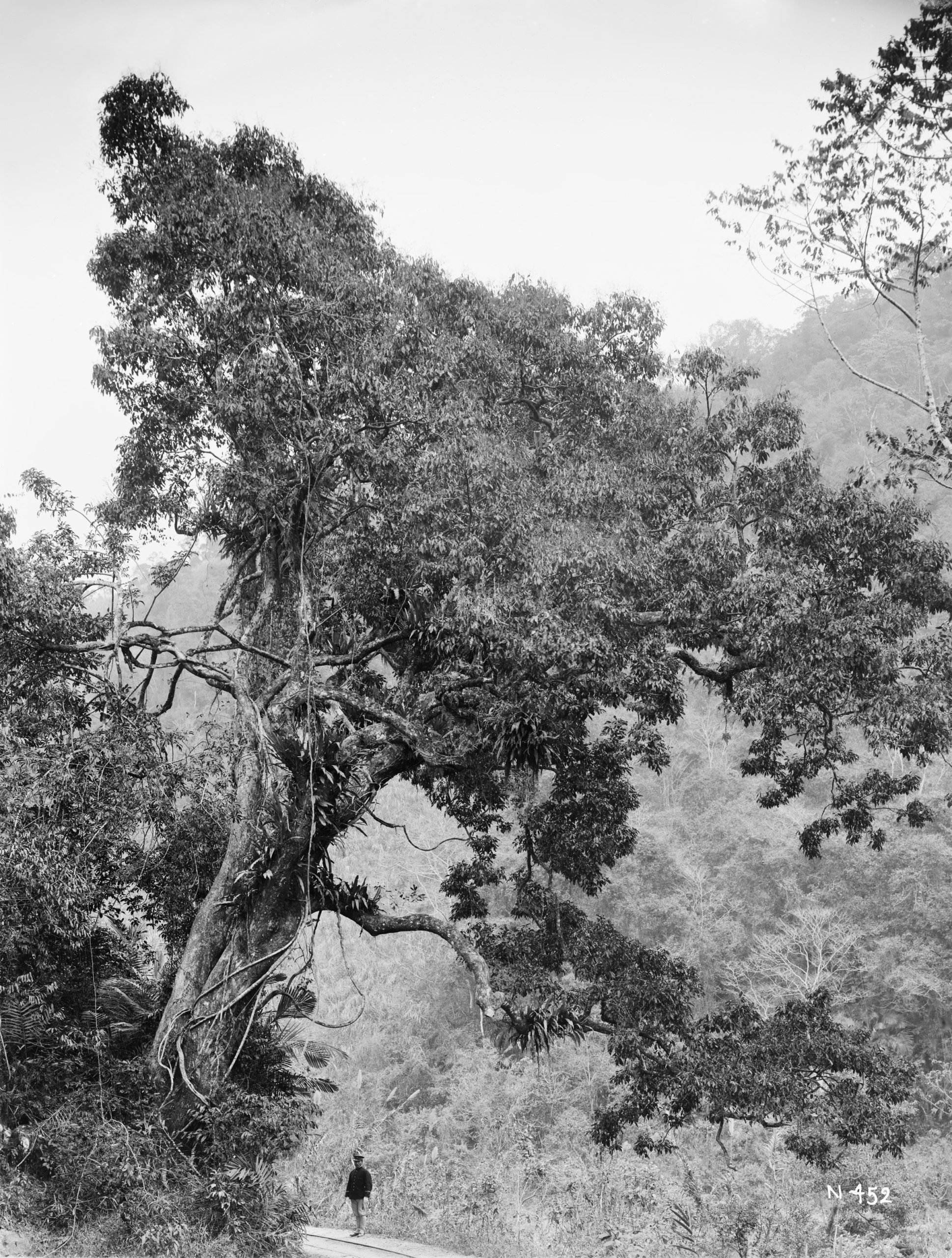 Black-and-white photograph of man standing beneath tree