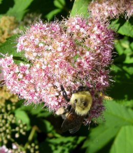 Bumble bee by Callin Switzer