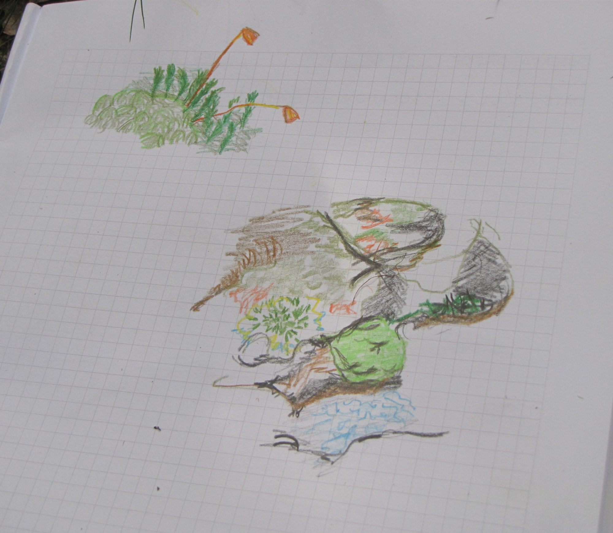 Moss observations