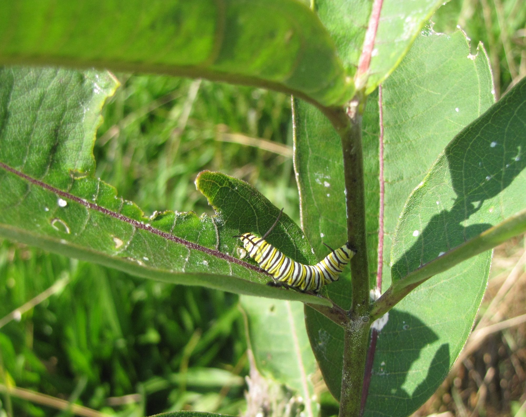 Monarch caterpillar