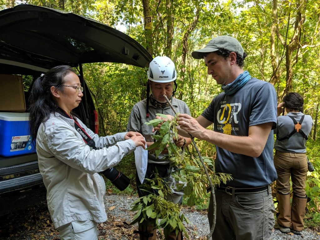 Xinfen, Kang, and Jared collect green ash