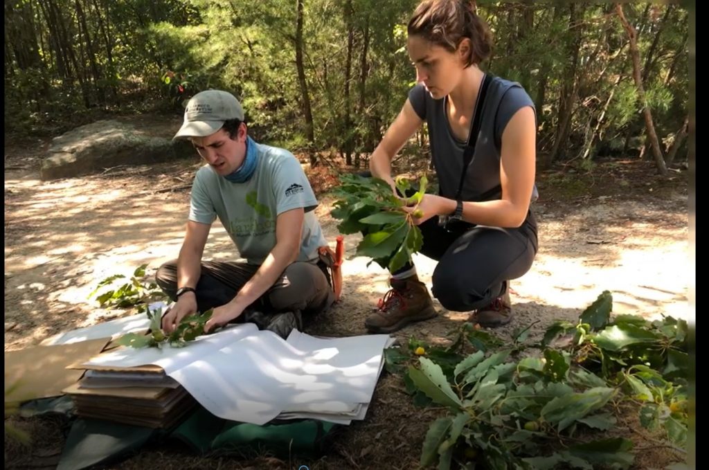 Emily and Jared press herbarium samples