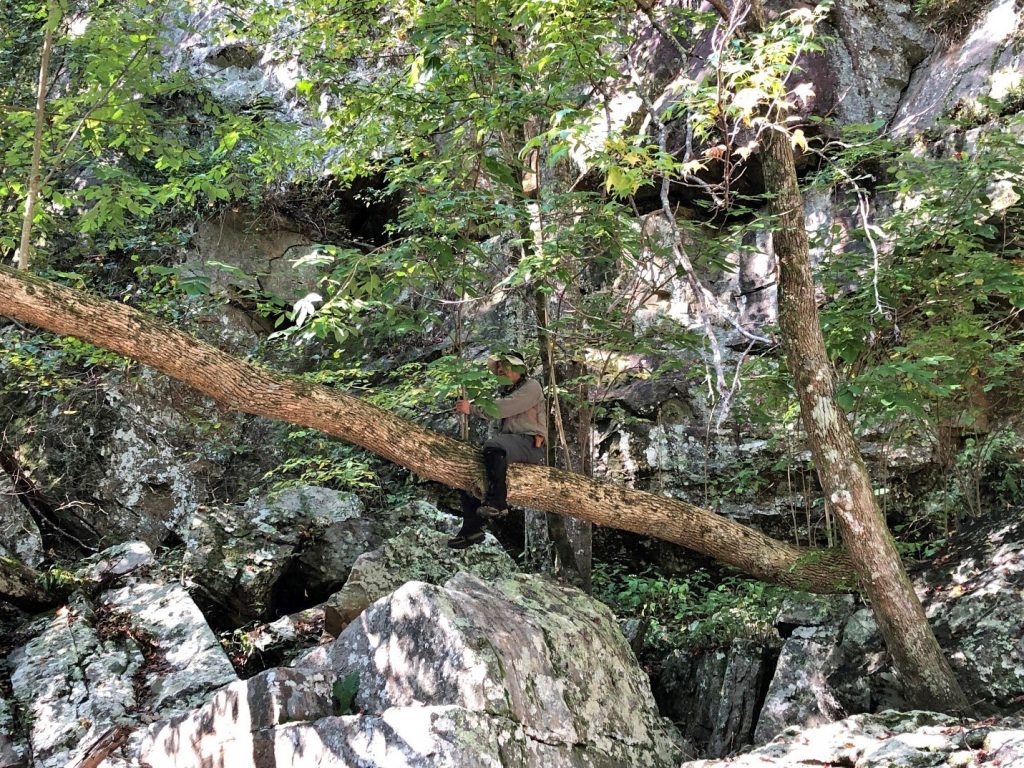Kang on ash branch