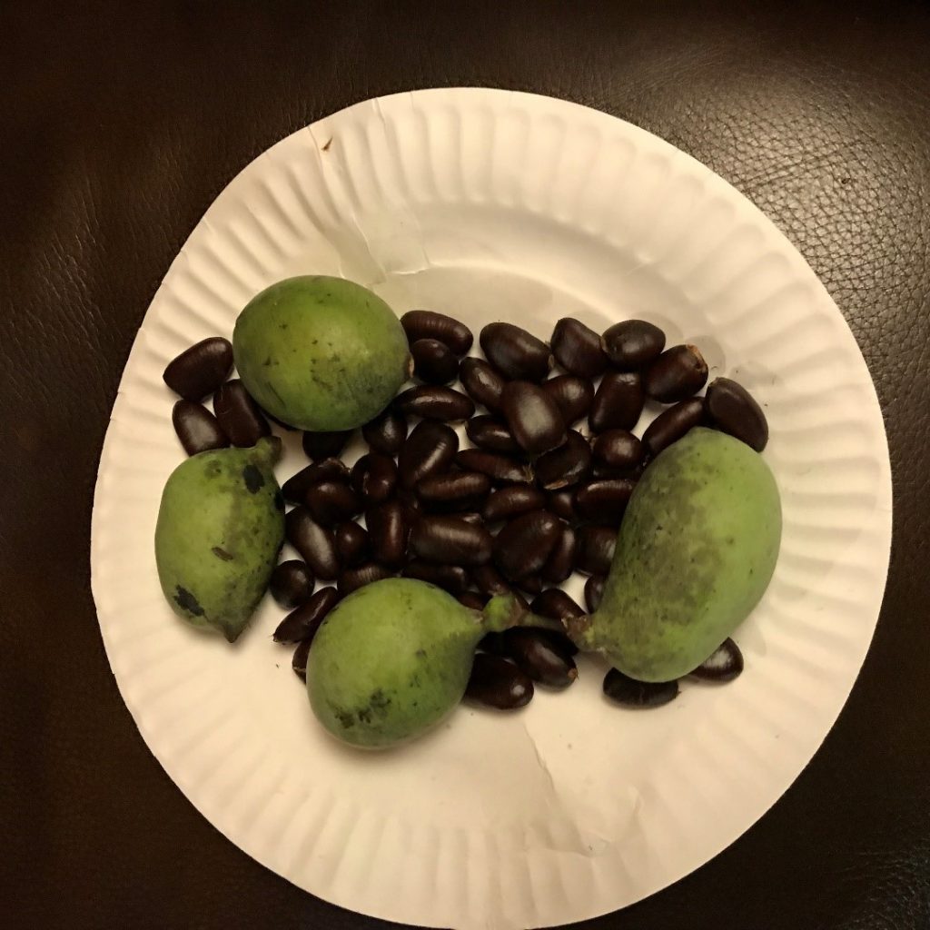 whole fruits and the seeds of Pawpaw