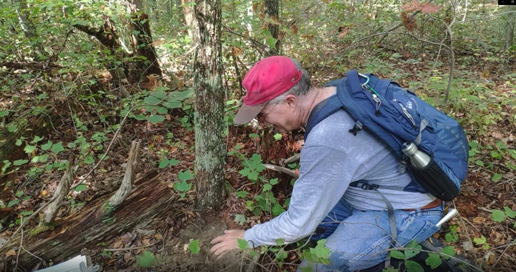 Ned Friedman digs Ulmus alata