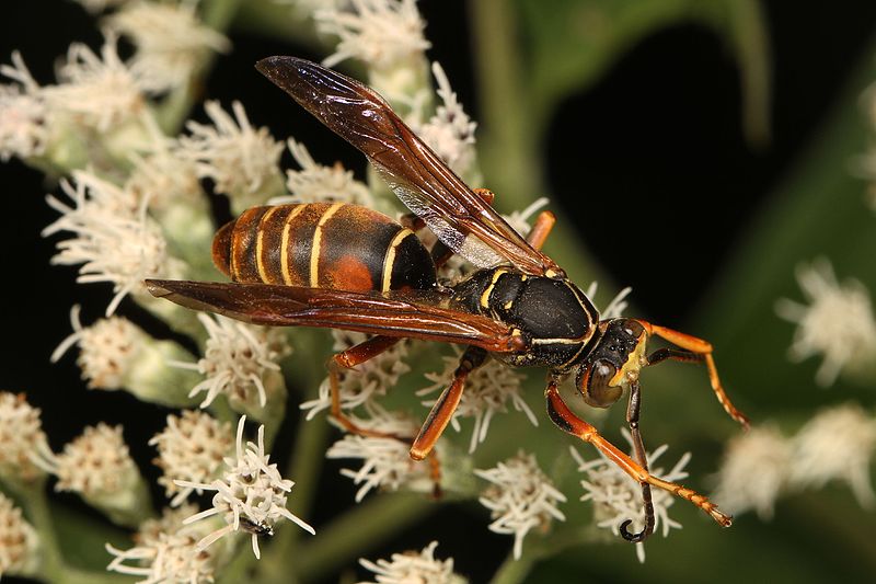 File:Northern Paper Wasp - Polistes fuscatus, Meadowood Farm SRMA, Mason Neck, Virginia.jpg