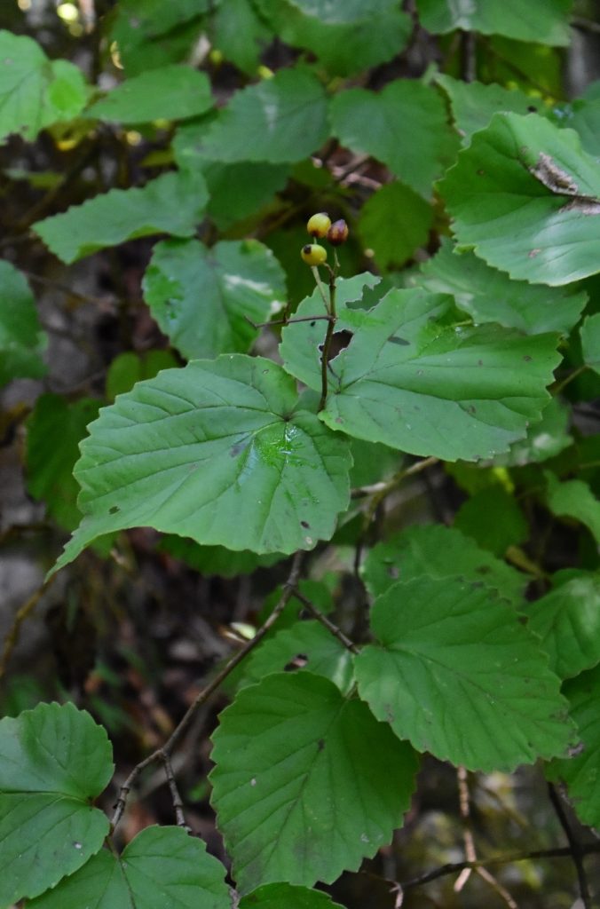 Viburnum bracteatum fruits