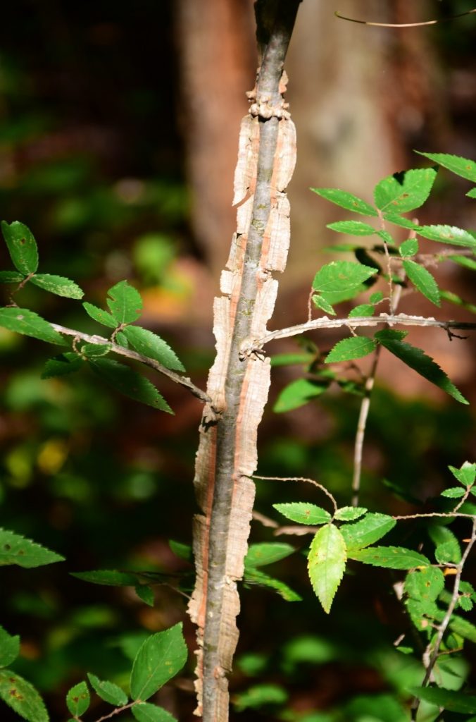 winged elm branch