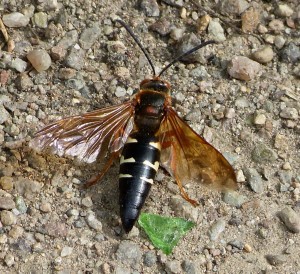 Cicada Killer Wasp. Photo by Bob Mayer