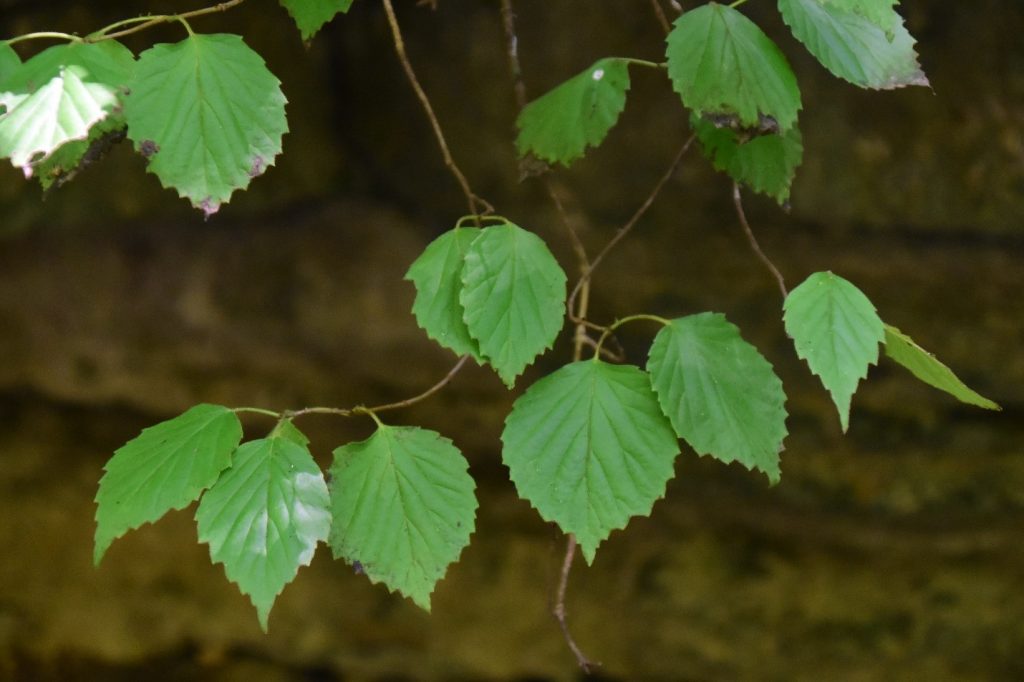 Viburnum bracteatum leaves
