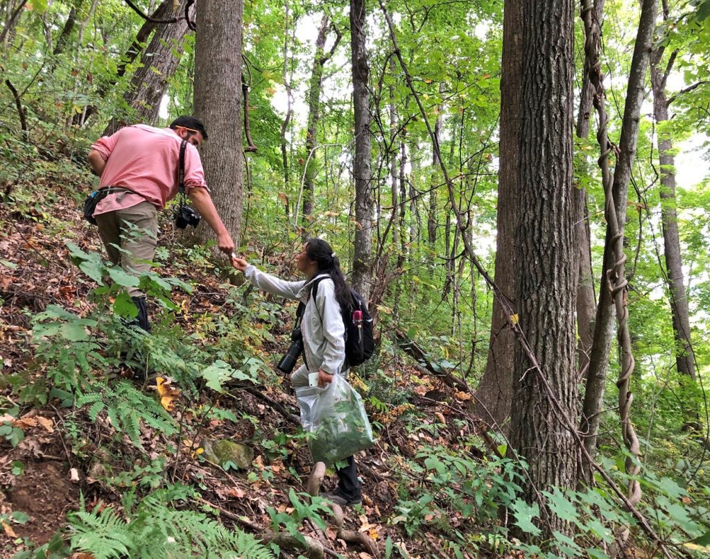 Sean passes yellowwood leaf to Xinfen