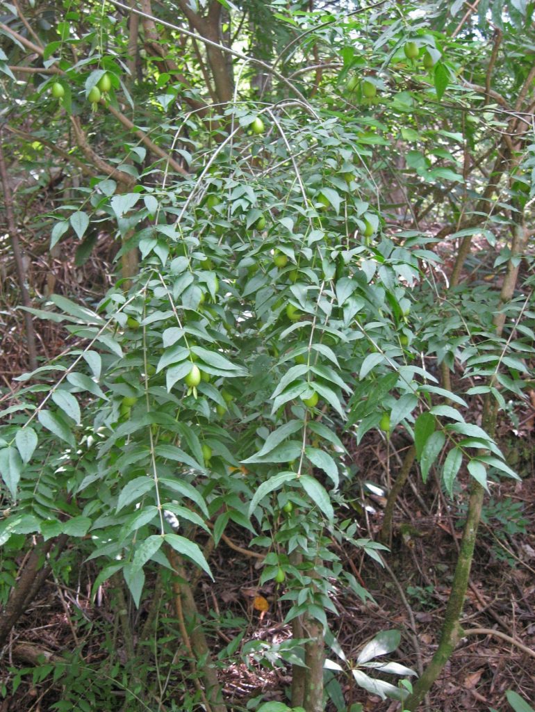 Buckleya in fruit at Cherokee National Forest