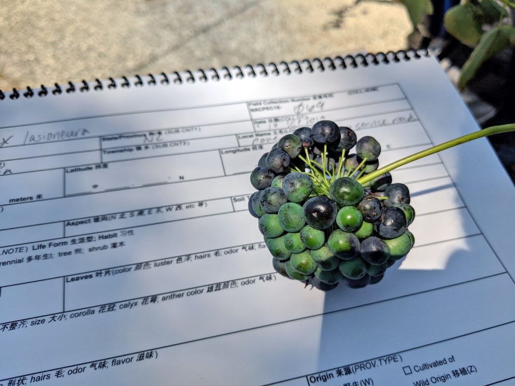 Collection notebook with Smilax lasioneura fruits