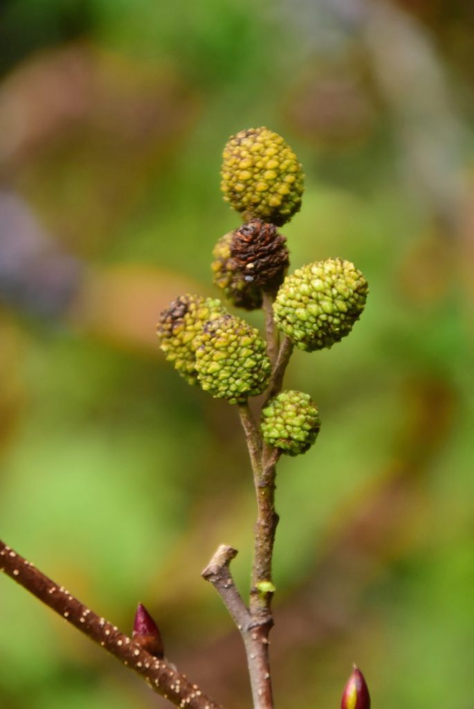Fruits of green alder