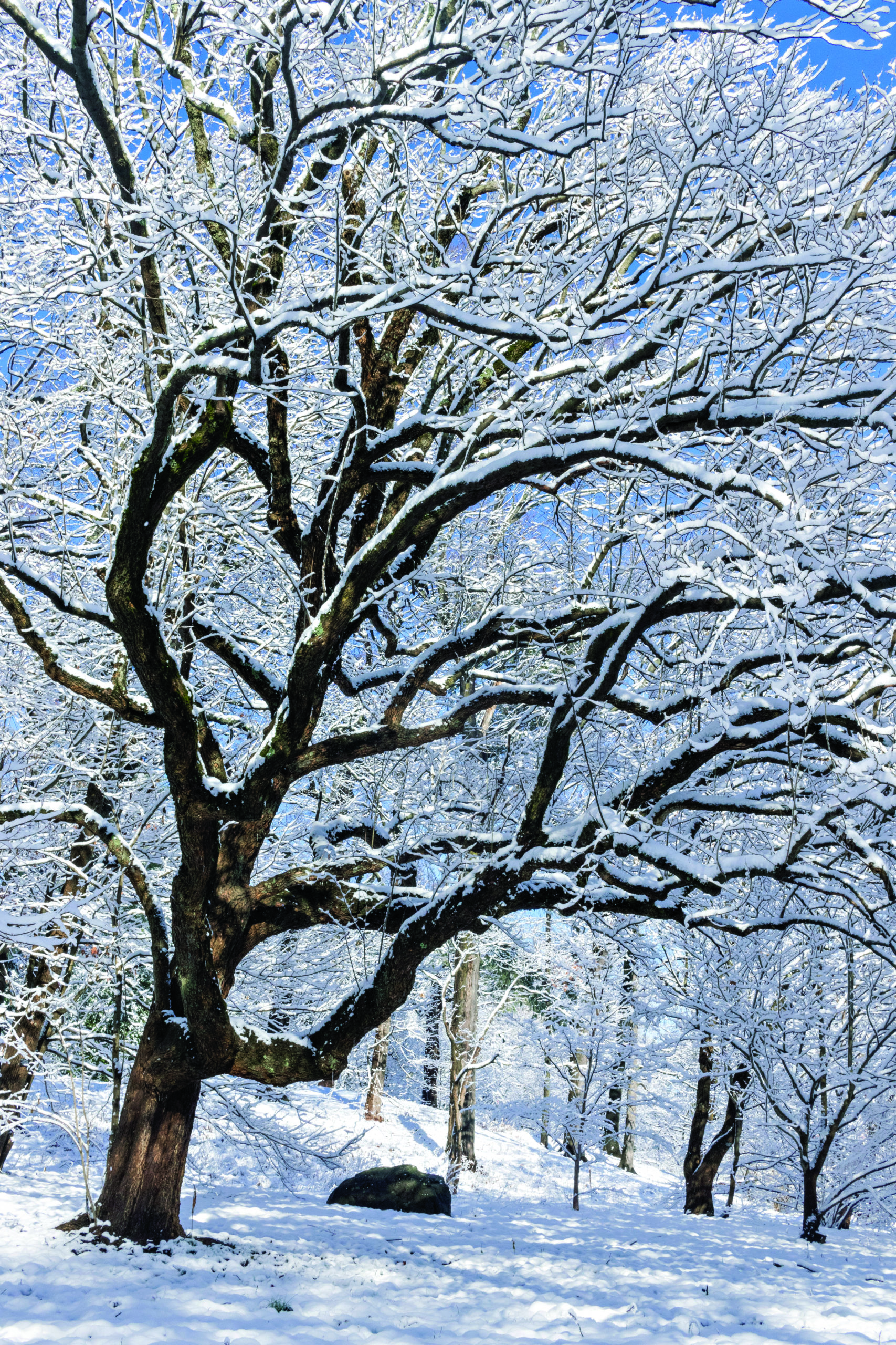 Hardy rubber tree with snow on branches