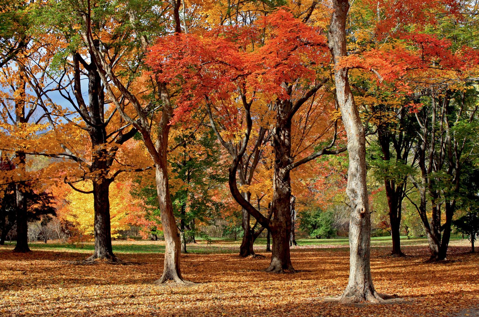 A wide shot of various maple trees showing orange and yellow leaves in fall.