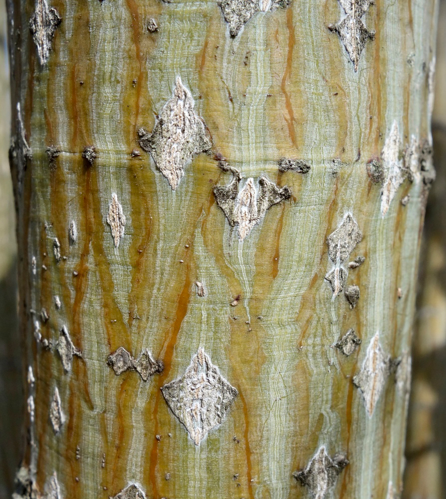 Characteristic colorful, striped bark. 