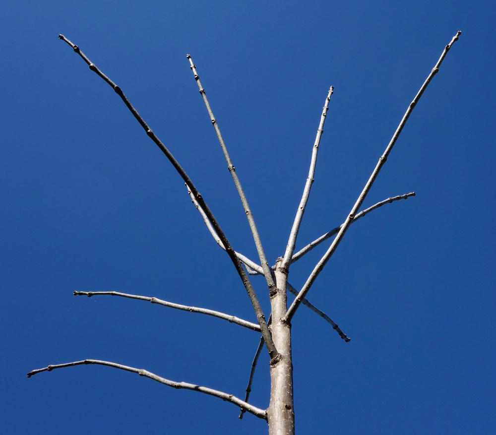 Long, straight young stems. 