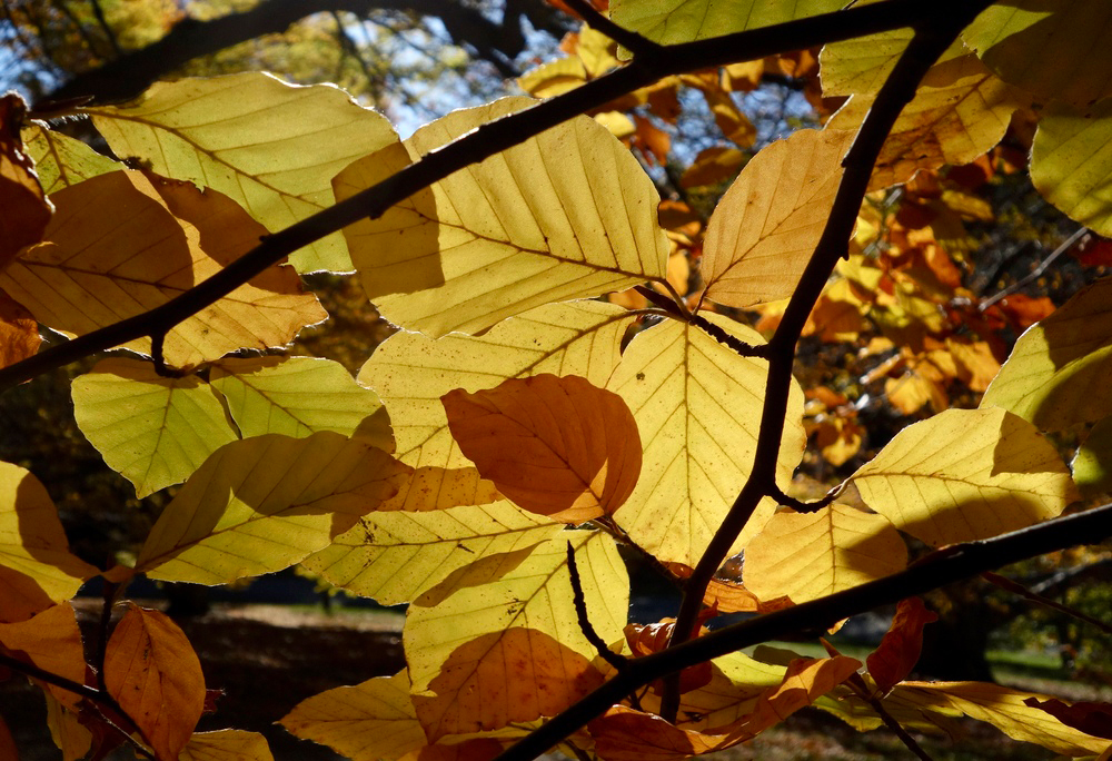 Luminous fall foliage in yellows and oranges. 