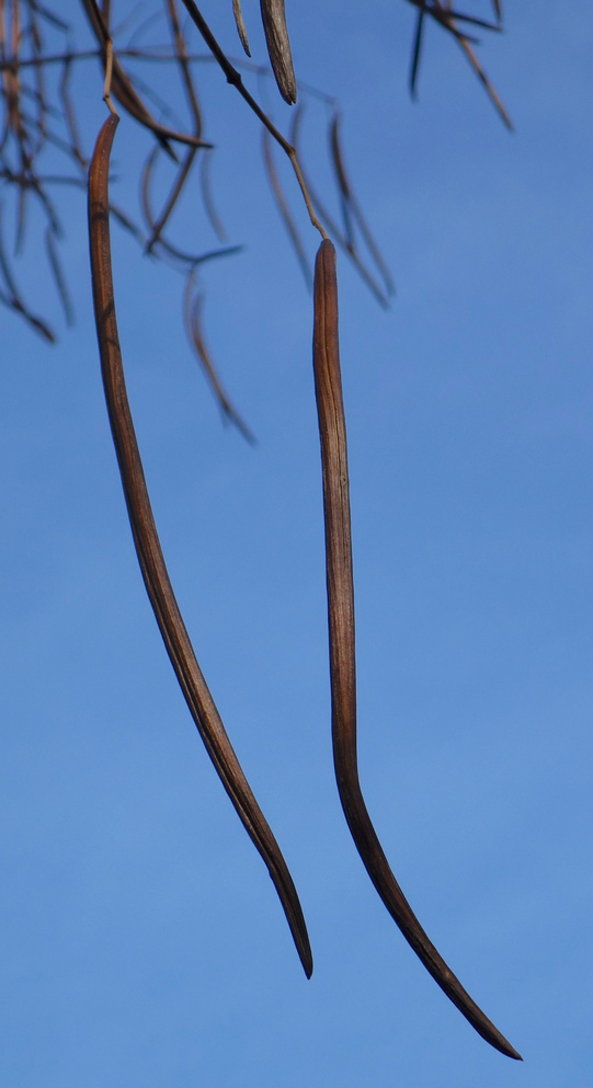 Long, peapod-like fruits. 