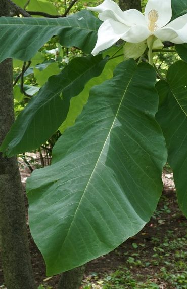 Large simple leaf. 
