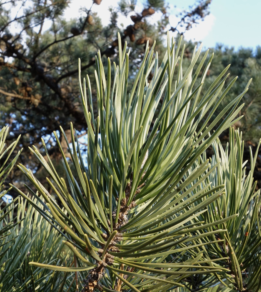 Long green needles.