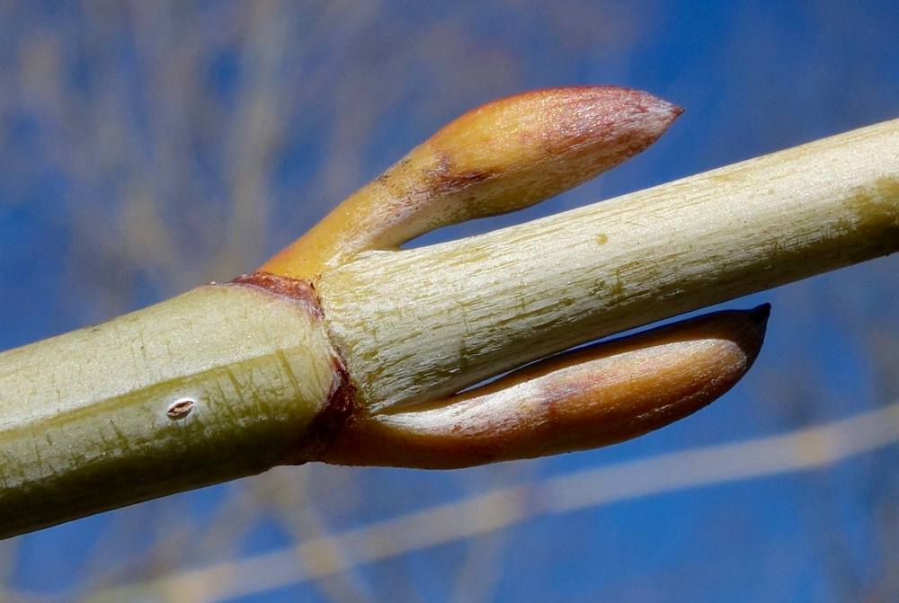 Swelling axillary buds in opposite arrangement. 