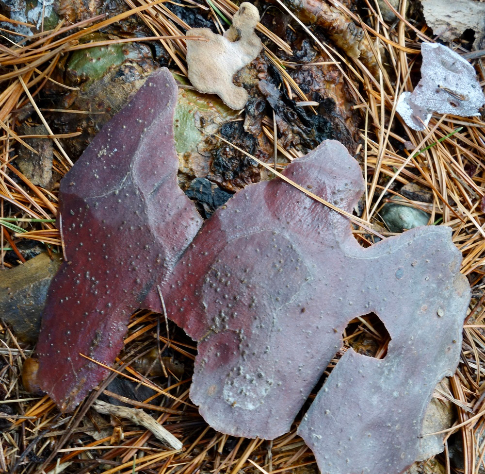 Peeling bark, recently fallen.