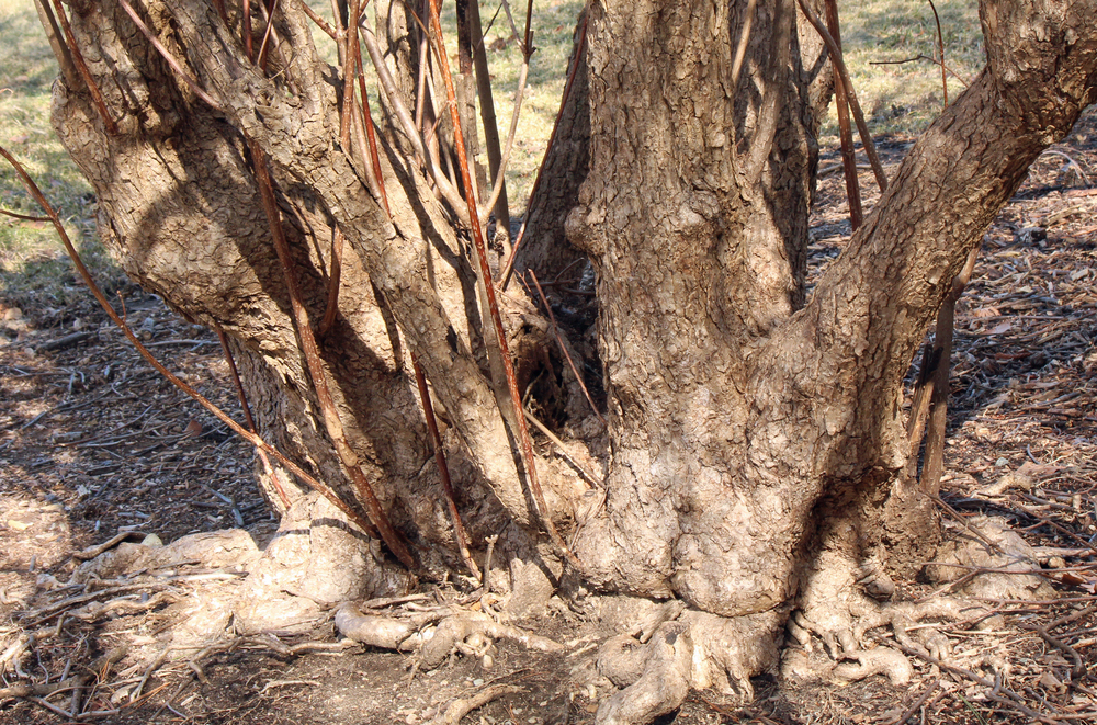 Multiple stems with flaky mature bark. 