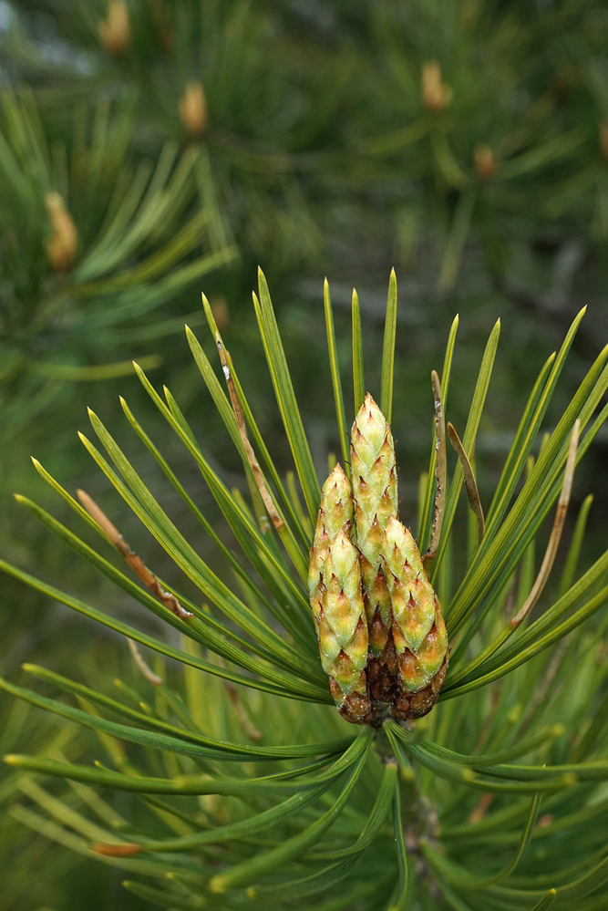 Vegetative buds stretch out in spring. 
