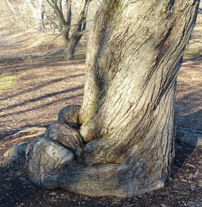 Gray mature bark with vertical ridges. 