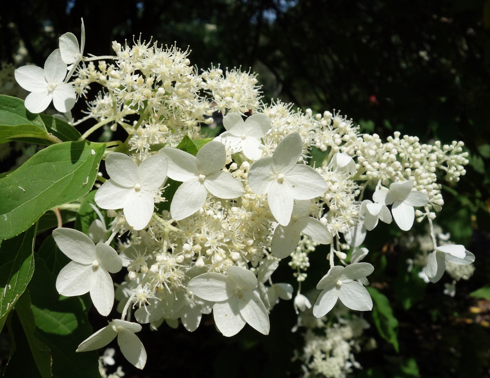 Large, showy, cone-shaped inflorescences.