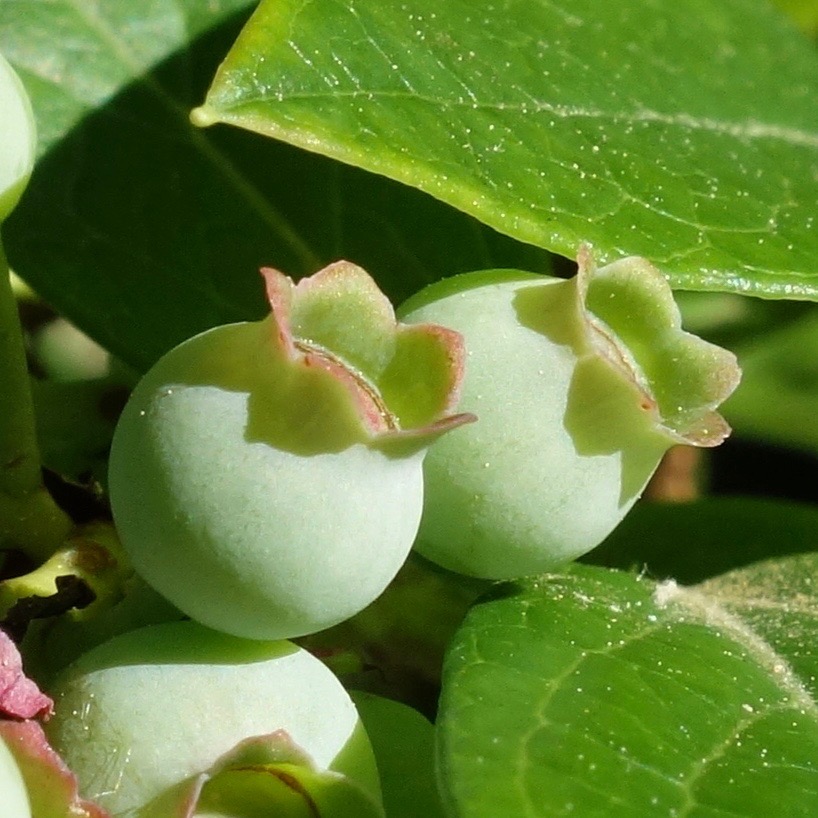 Vaccinium corymbosum fruit