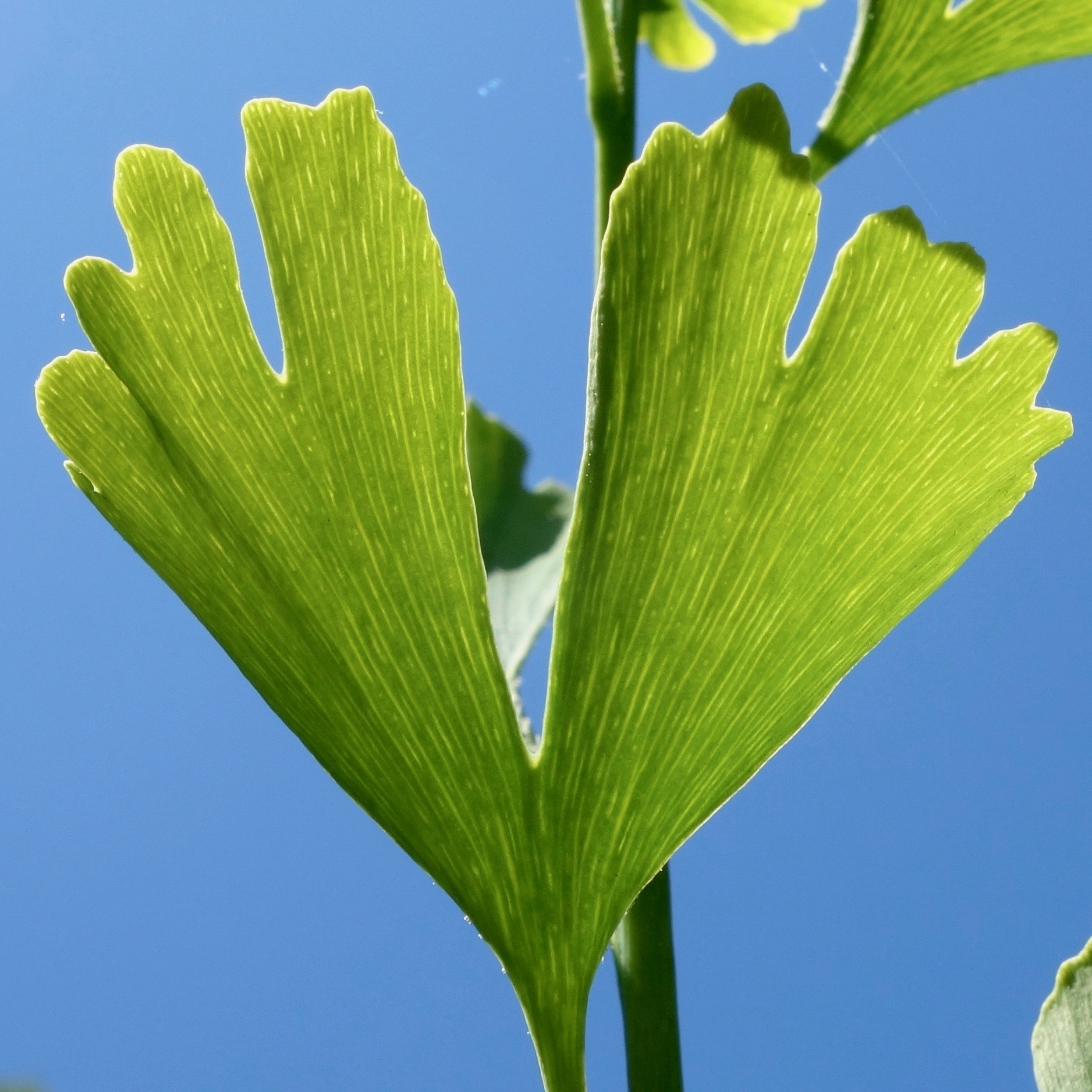 Ginkgo biloba