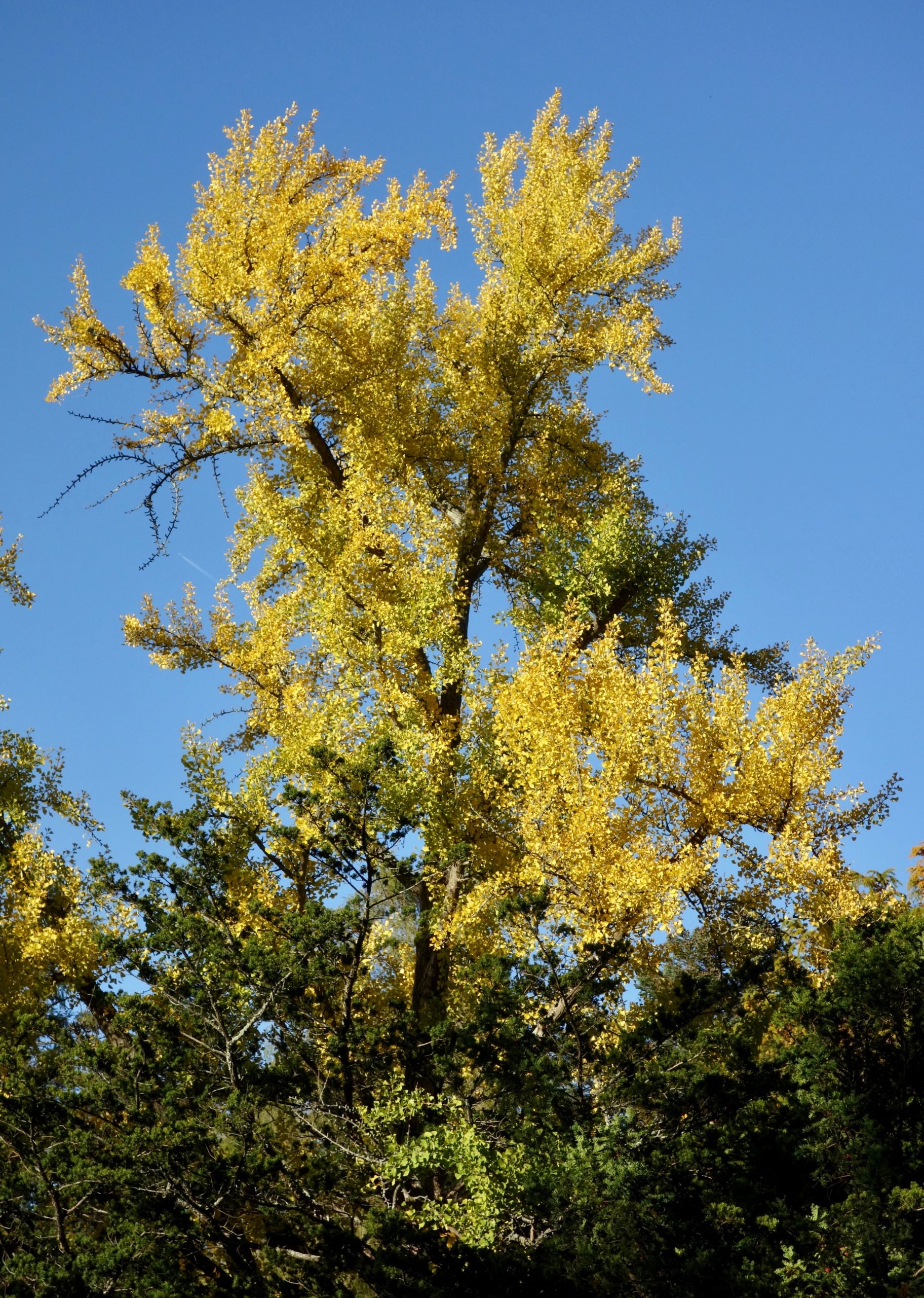 Mature female ginkgo beside Walter Street Gate.